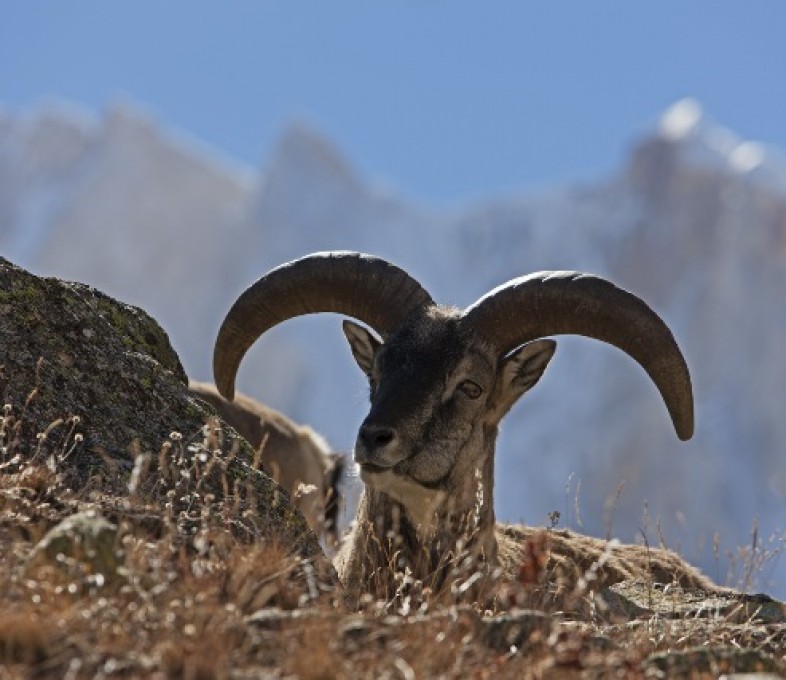 WILDLIFE AND NATURE